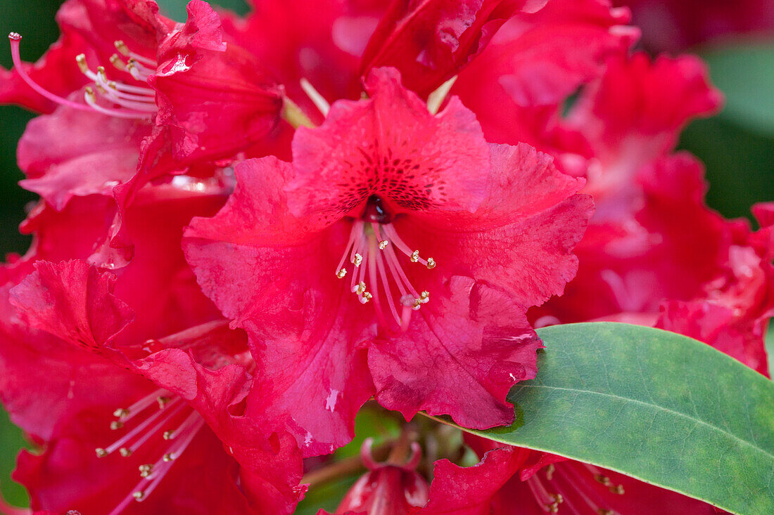 Rhododendron 'Windlesham Scarlet'