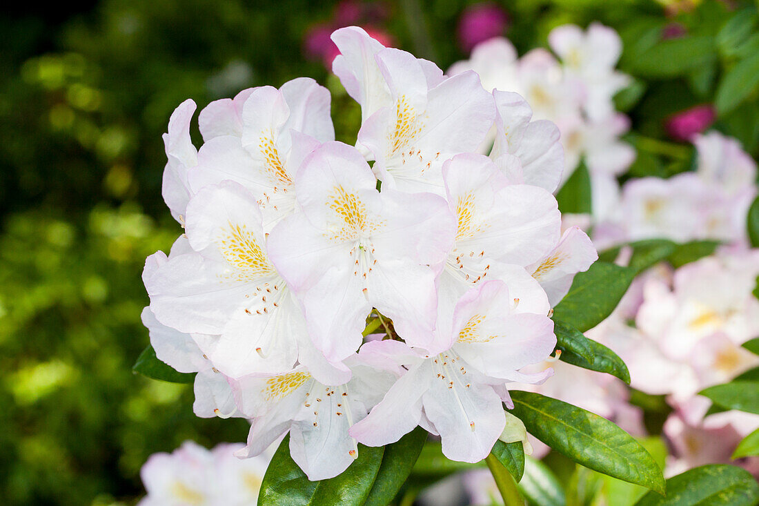 Rhododendron 'Brigitte