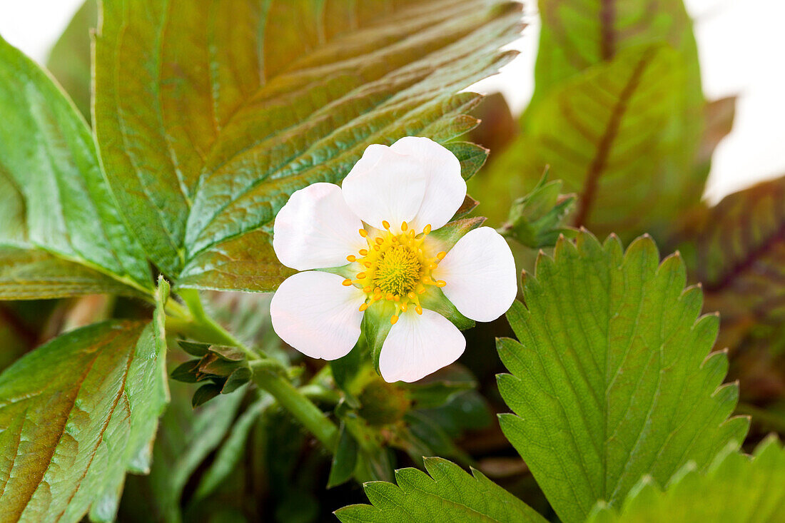 Fragaria vesca