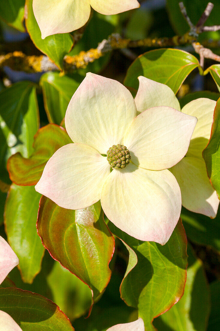 Cornus kousa