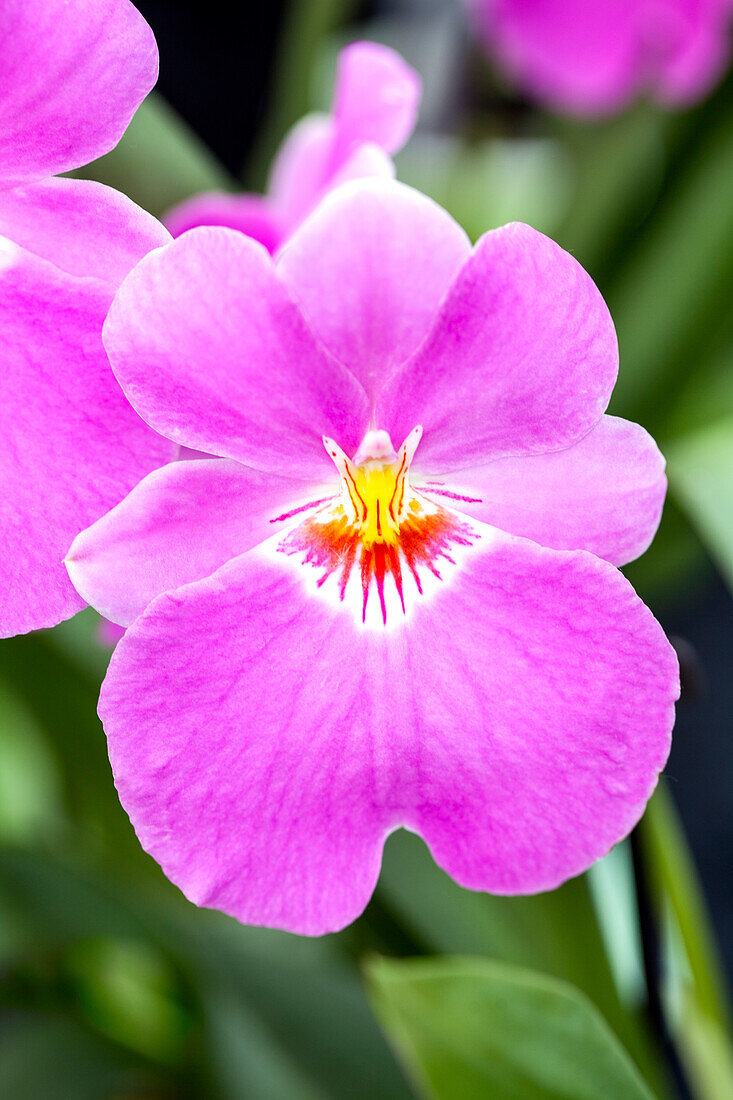 Miltoniopsis 'Satis'