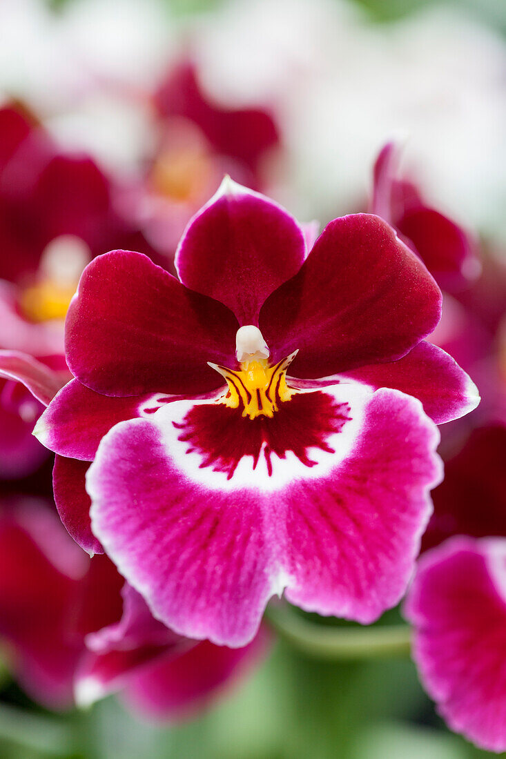 Miltoniopsis Hemuset