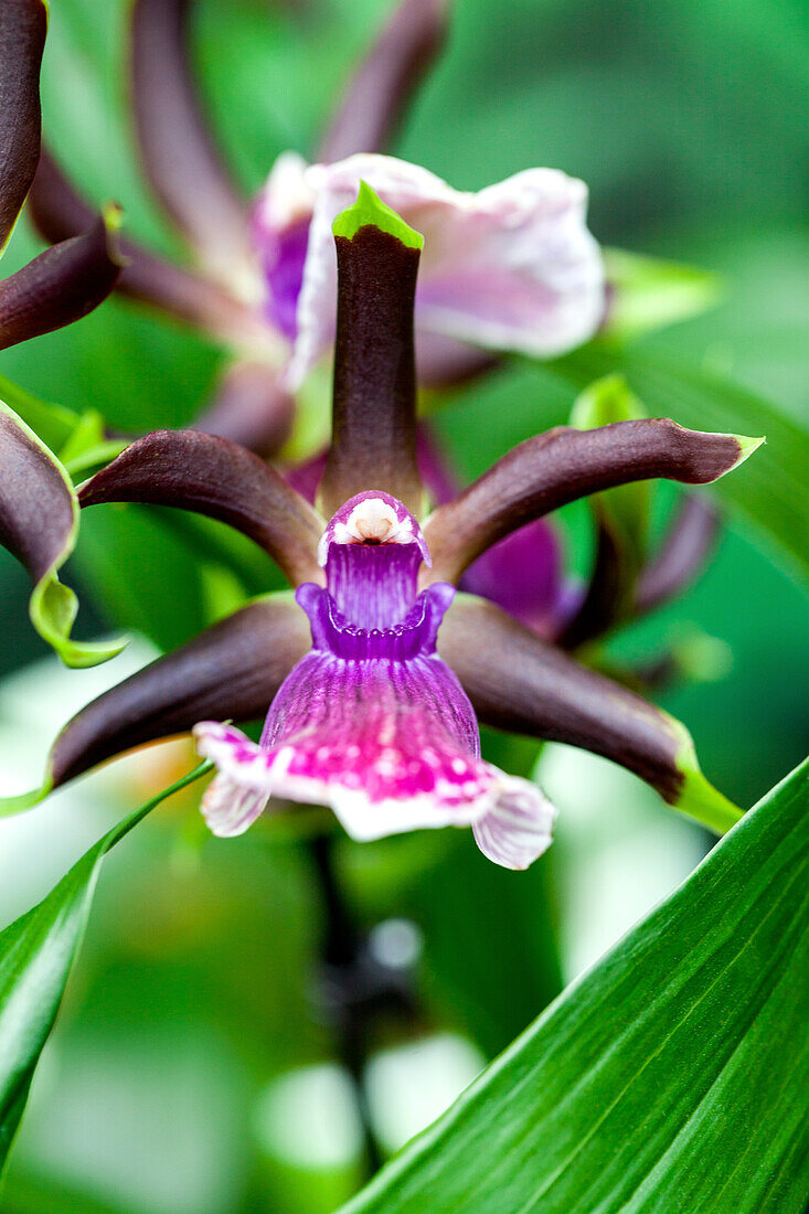 Zygopetalum maculatum