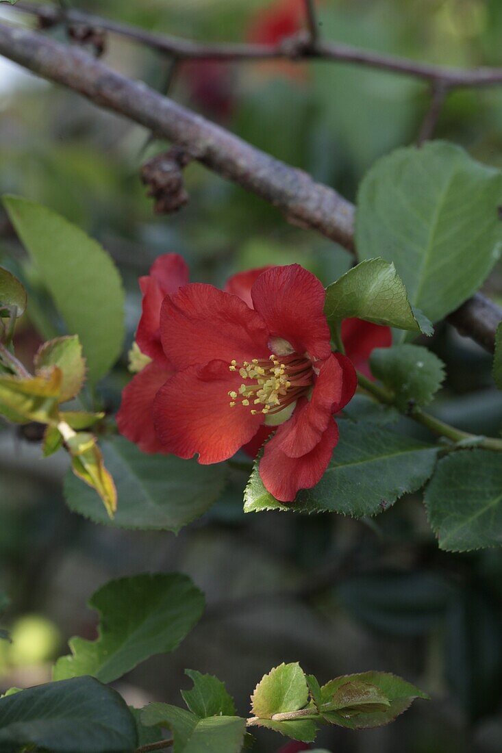 Chaenomeles japonica