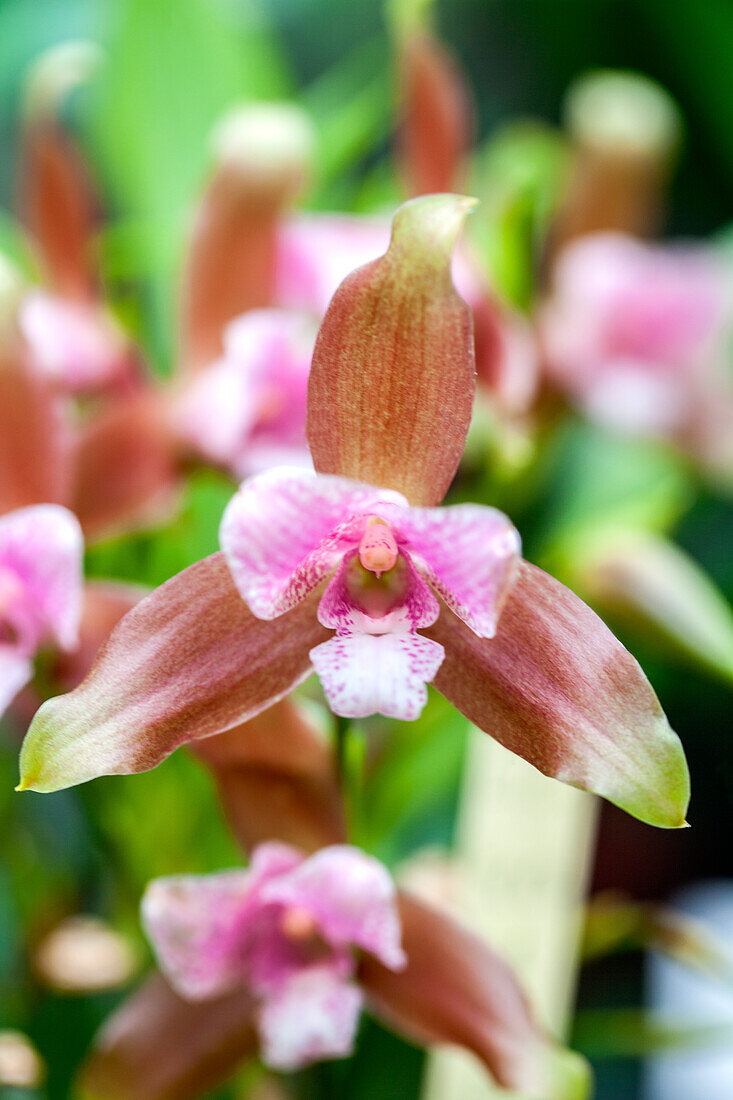 Lycaste aromatica