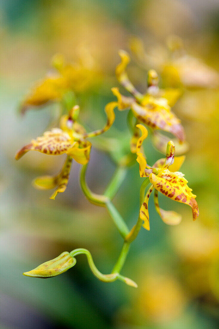 Cyrtochilum meirax