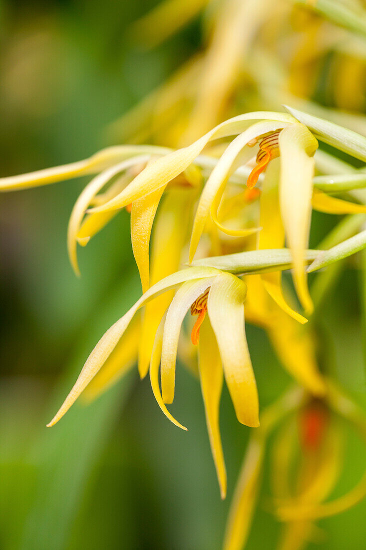 Maxillaria rodrigueziana