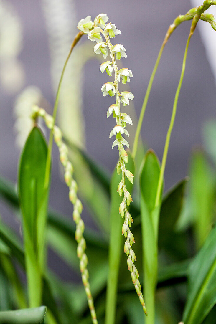 Dendrochilum