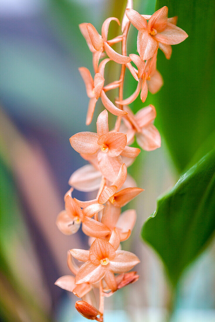 Dendrochilum bicallosum