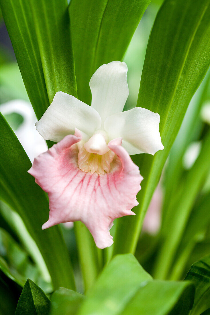 Cochleanthes amazonica