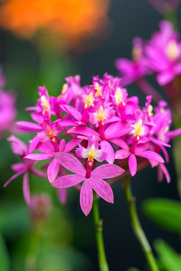 Epidendrum hugomedinae