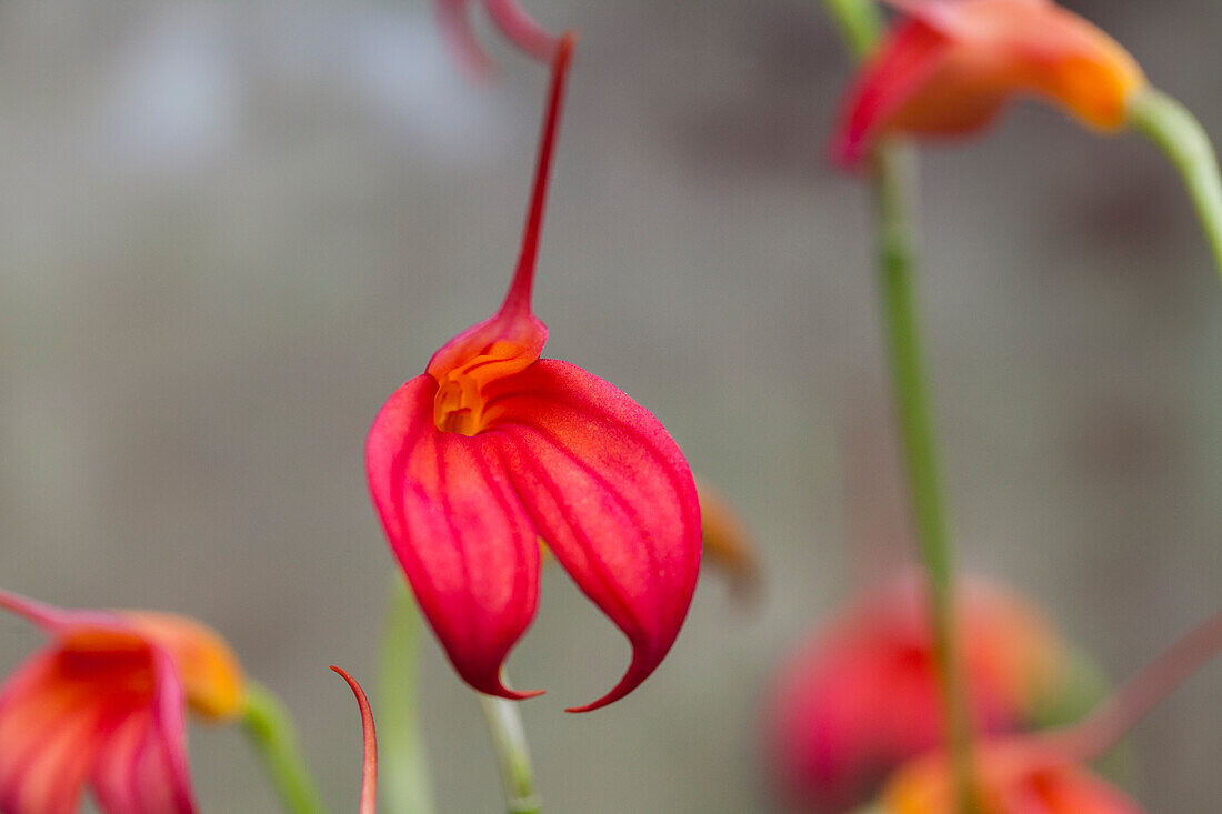 Masdevallia BellaVallia® 'Red'