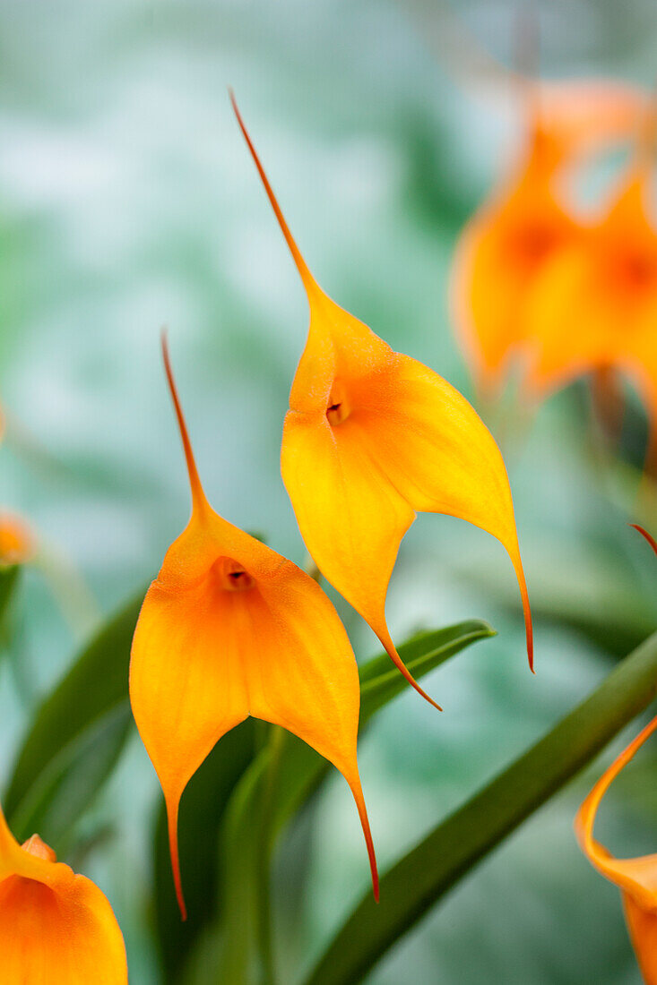 Masdevallia BellaVallia® 'Yellow'