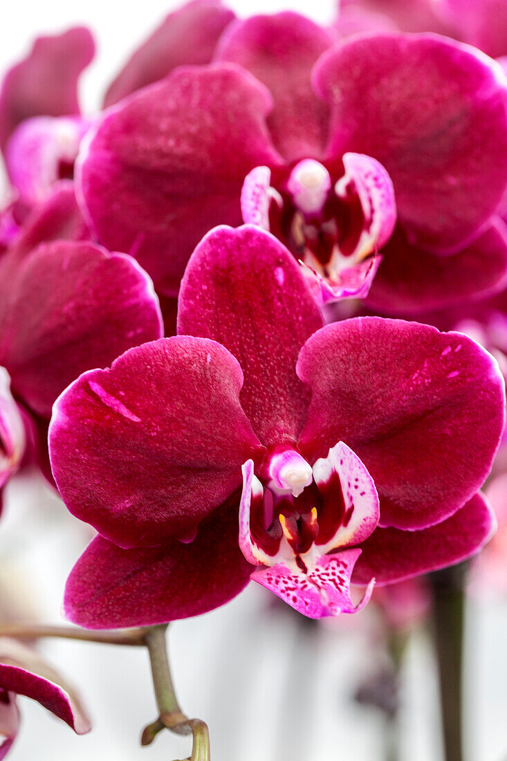 Phalaenopsis 'Katrina 7'