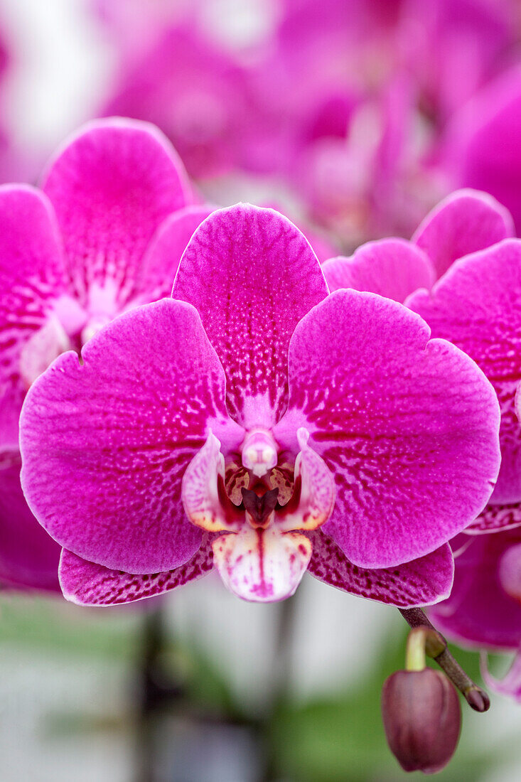 Phalaenopsis 'Sonja 1'