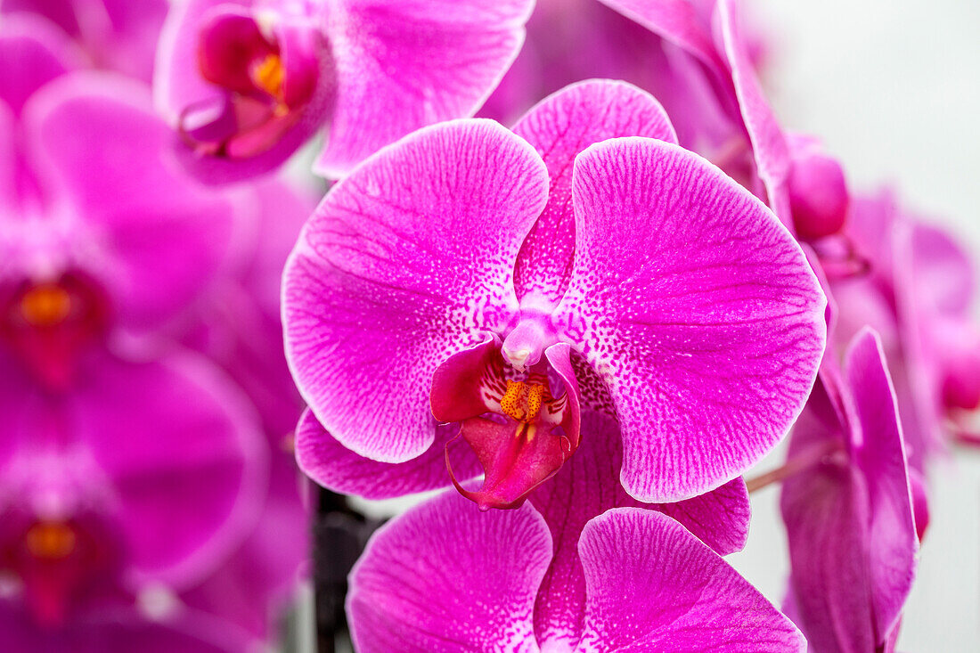 Phalaenopsis Traudel 4