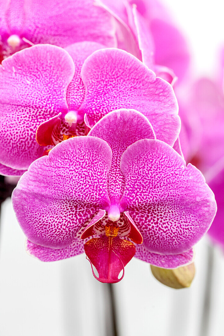 Phalaenopsis 'Blossom 5'