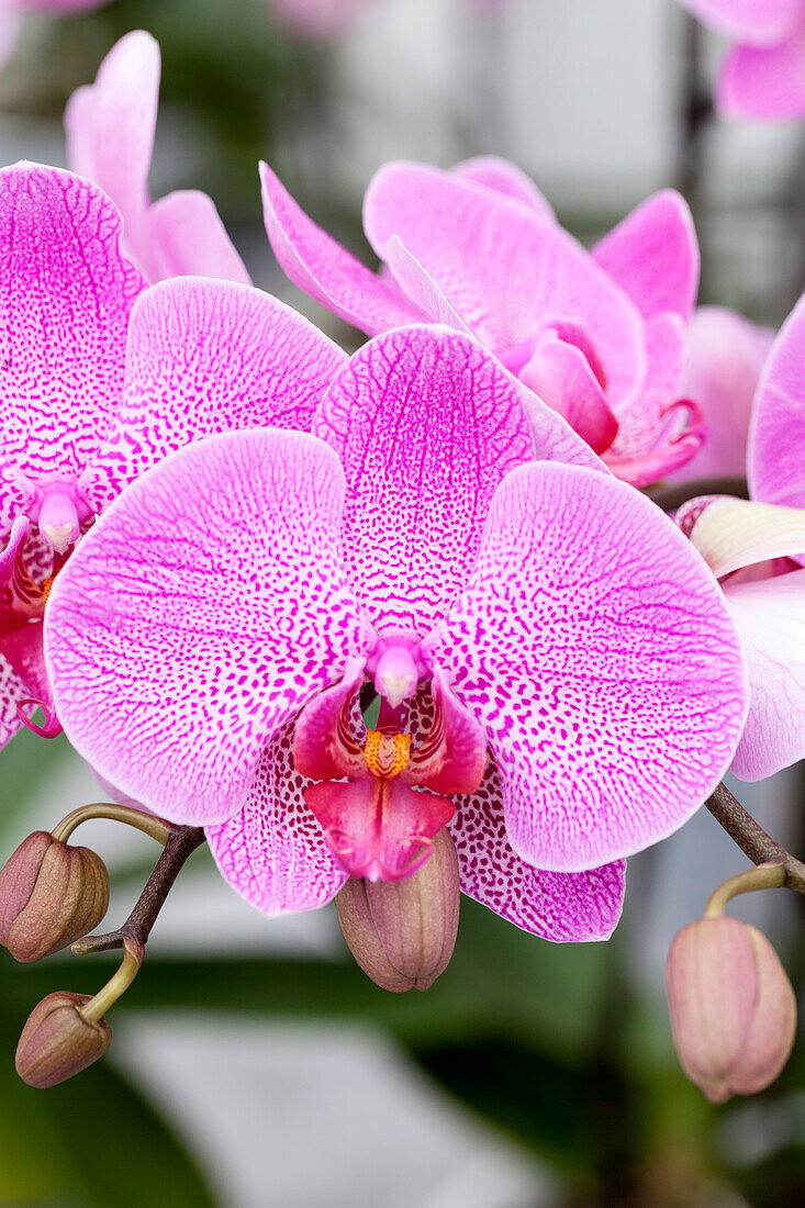 Phalaenopsis 'Isabell 3'