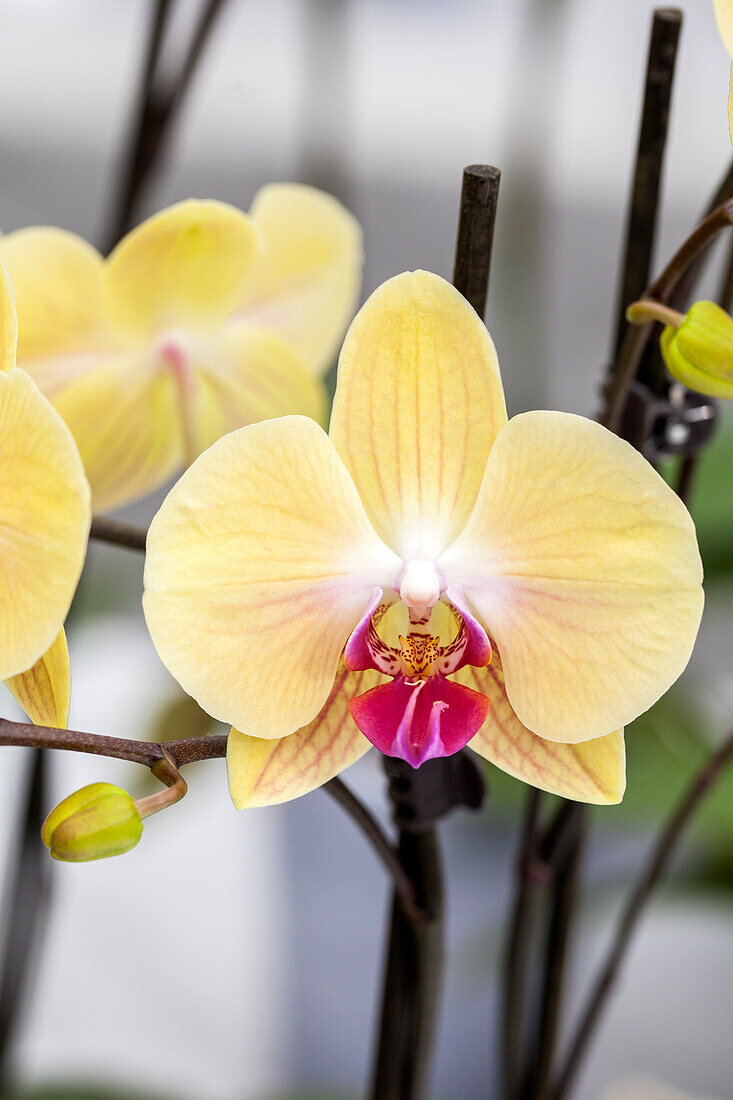 Phalaenopsis 'Fritzi 6'