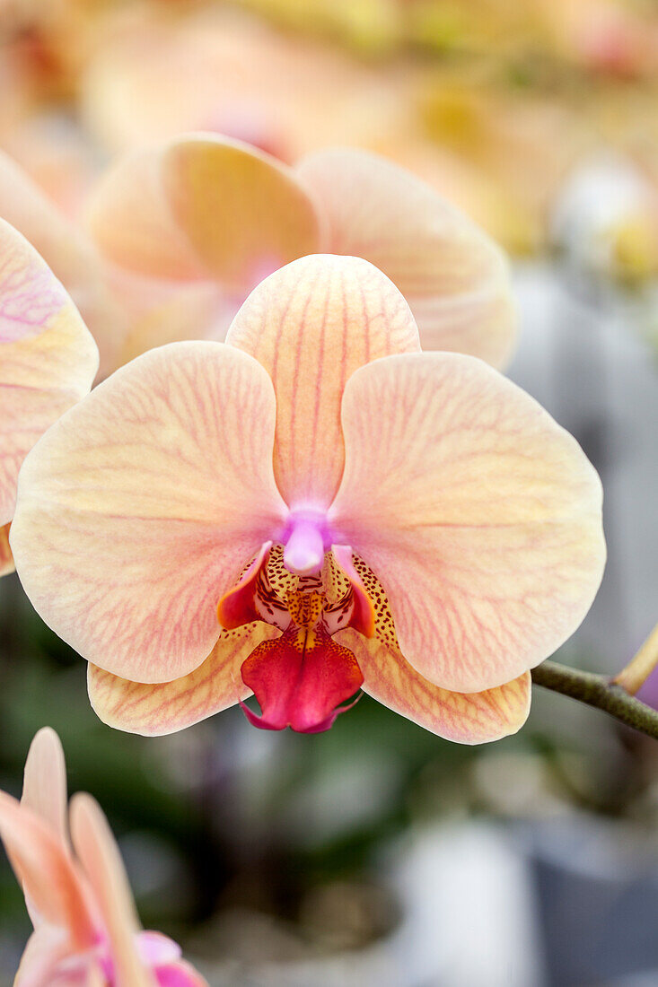 Phalaenopsis 'Summer 3'