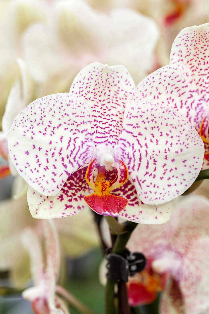 Phalaenopsis 'Cameron 2'