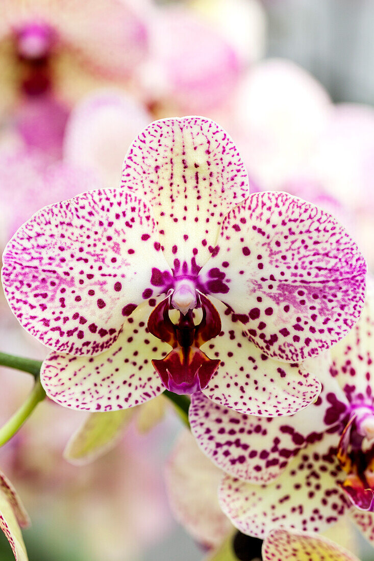 Phalaenopsis 'Cleopatra 4'