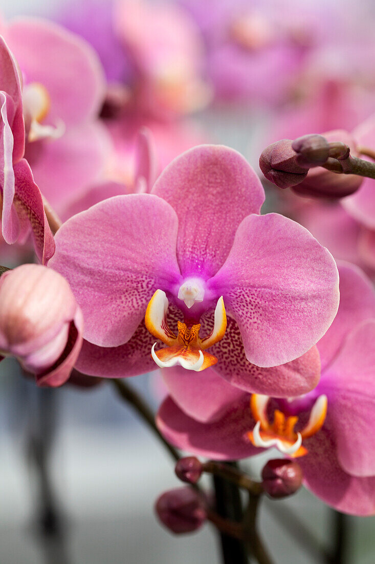 Phalaenopsis 'Hanni 6'