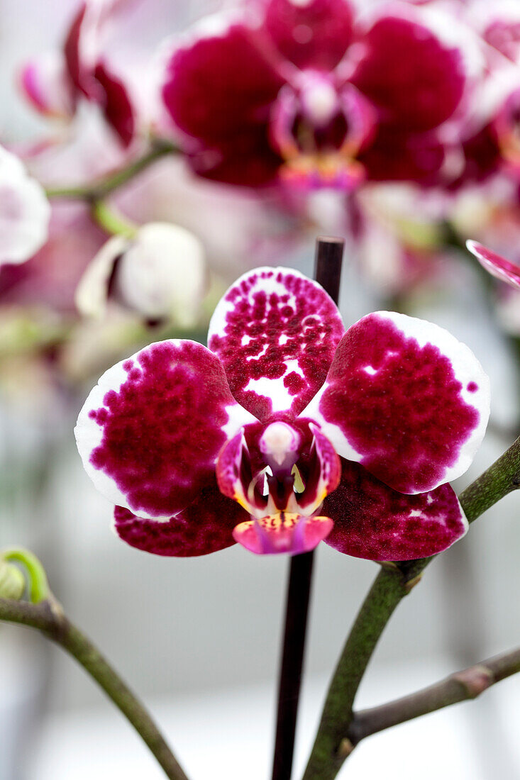 Phalaenopsis 'Carmen 6'