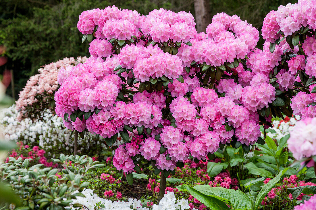 Rhododendron yakushimanum 'Polaris', Stamm