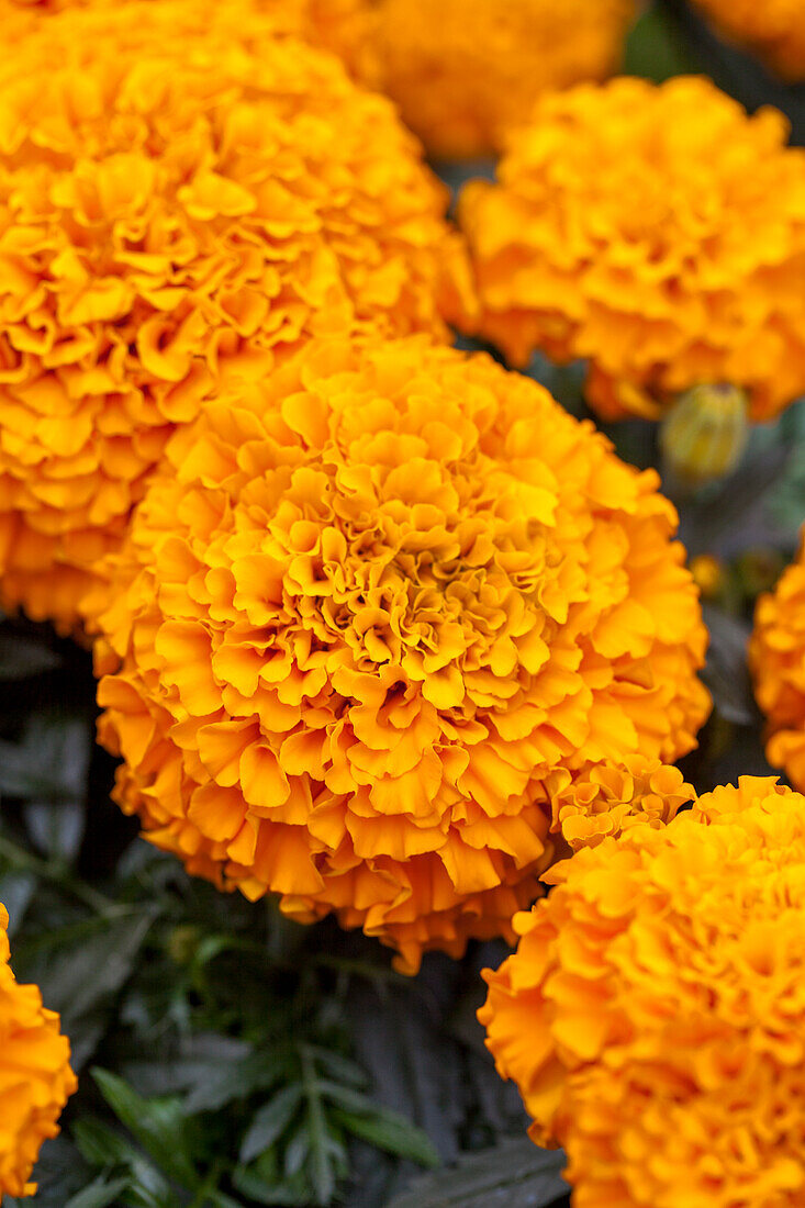 Tagetes erecta Marvel 'Orange'