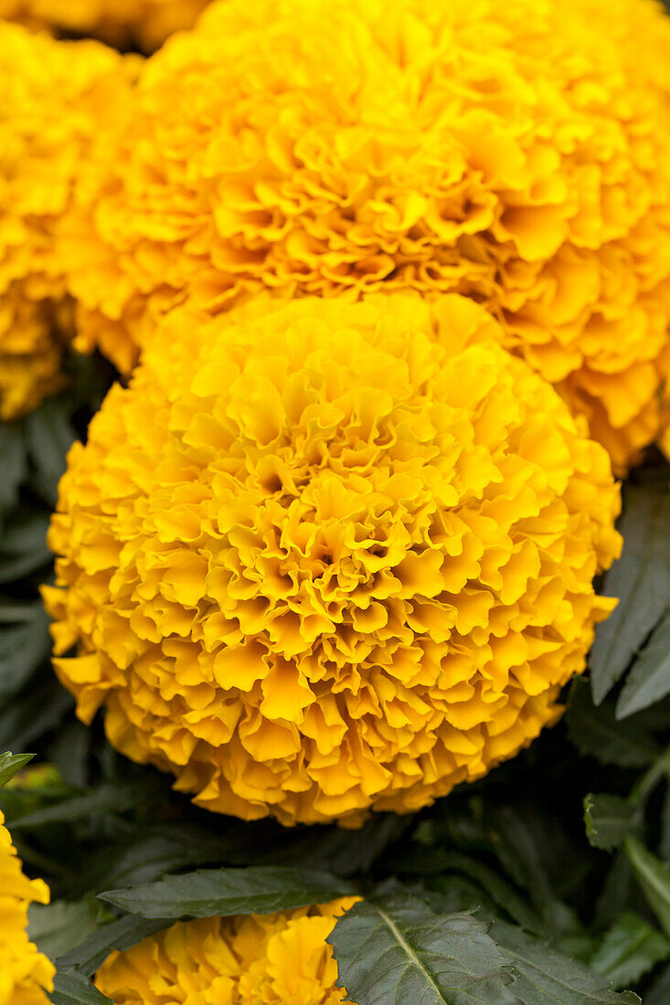 Tagetes erecta Taishan® 'Gold'