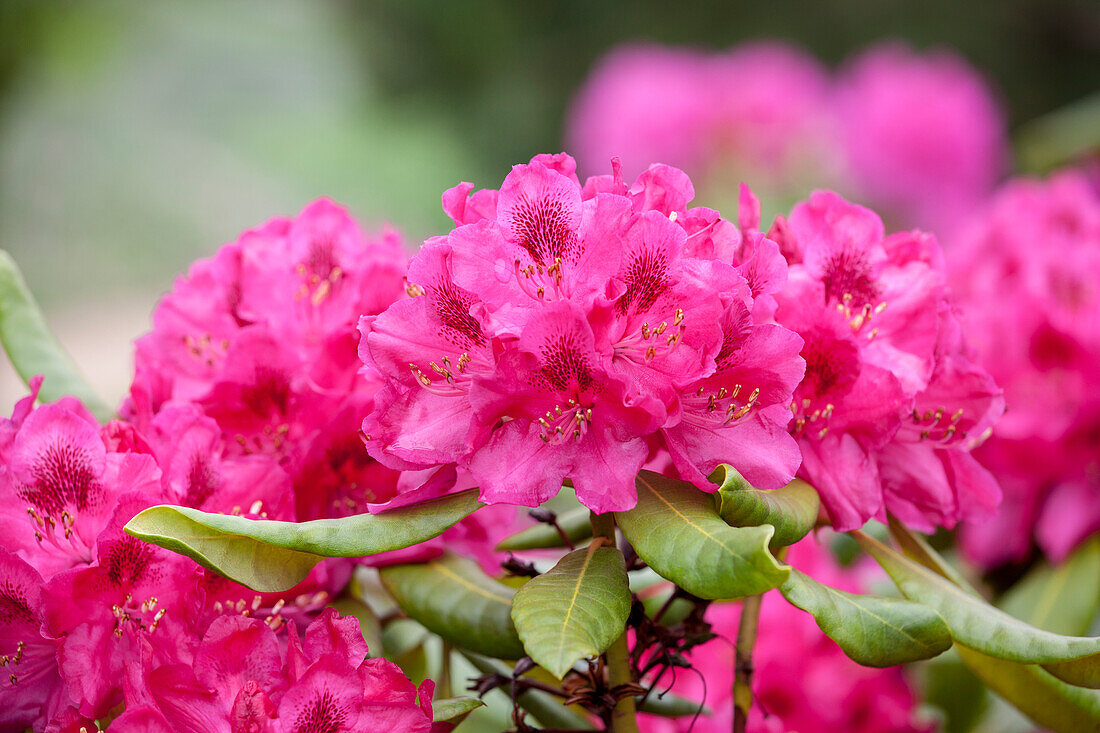 Rhododendron yakushimanum