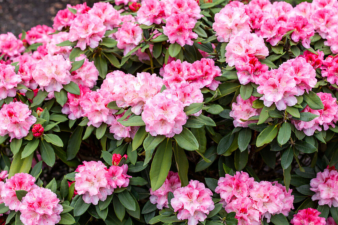 Rhododendron yakushimanum 'Tina Heinje'