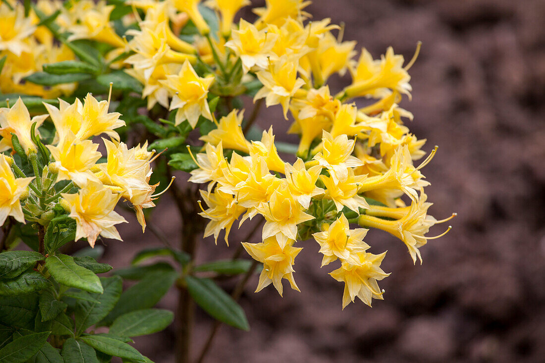 Rhododendron Narcissiflorum