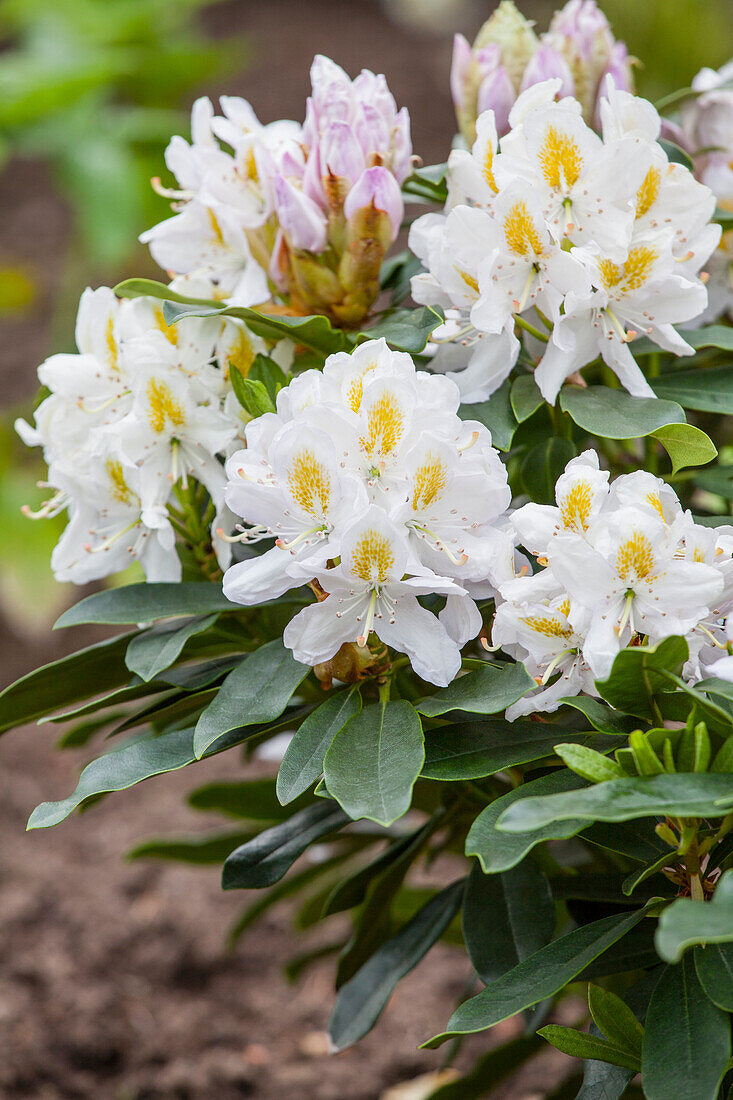 Rhododendron 'Madame Masson