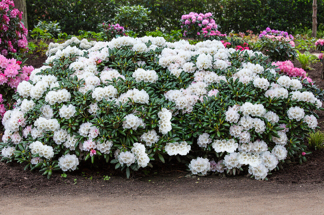 Rhododendron yakushimanum 'Koichiro Wada'