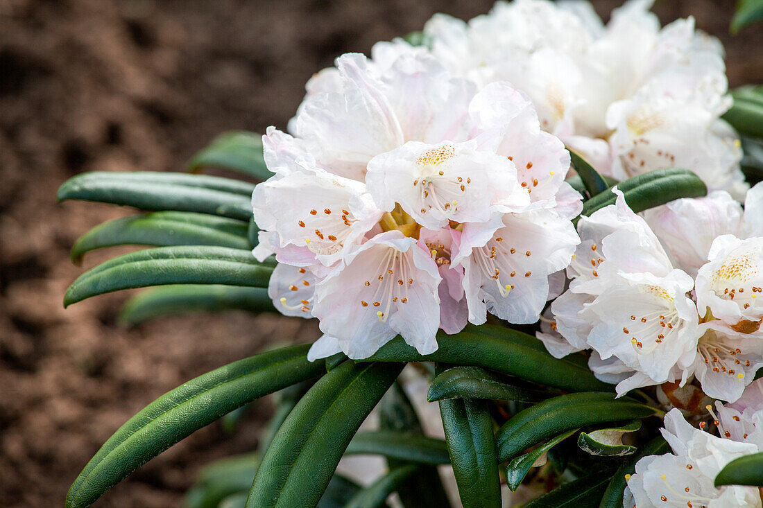 Rhododendron makinoi 'Makiyak'