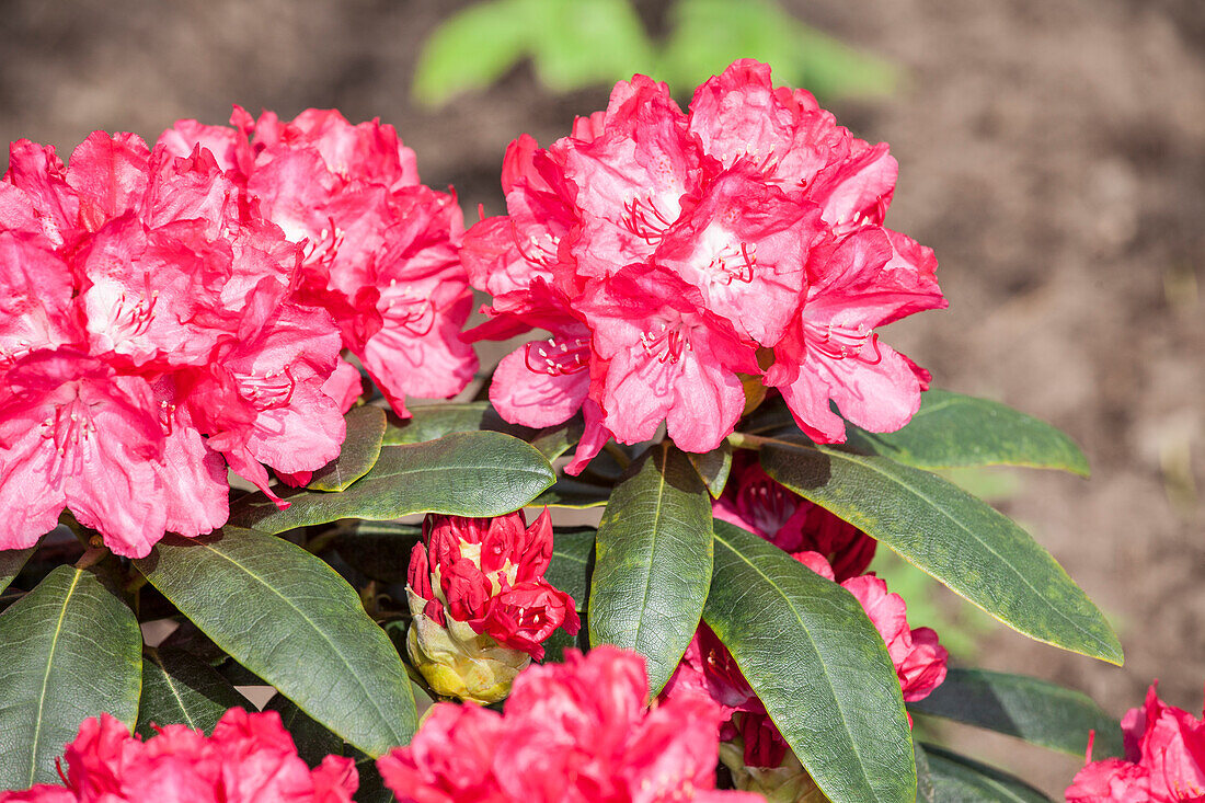 Rhododendron yakushimanum 'Astrid'®