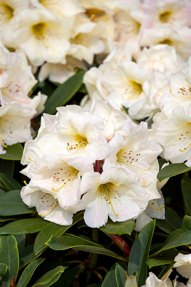 Rhododendron yakushimanum 'Golden Melodie'