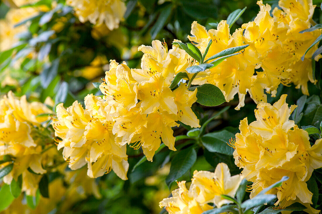 Rhododendron luteum 'Moorgold'