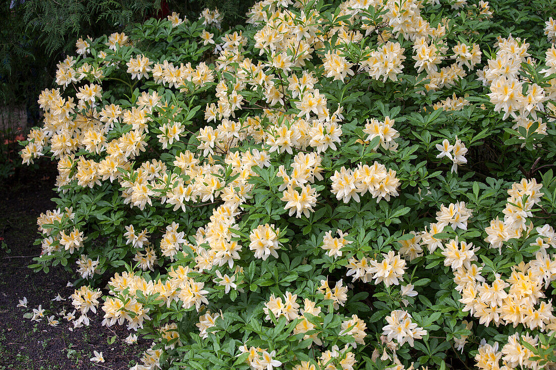 Rhododendron molle 'W.E. Gumbleton'