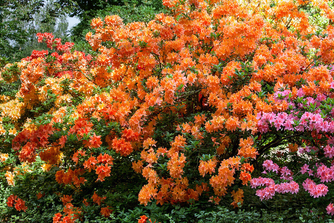 Rhododendron 'Samuel Taylor Coleridg' molle