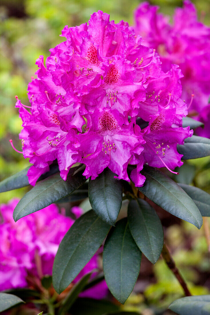 Rhododendron 'Grandios'