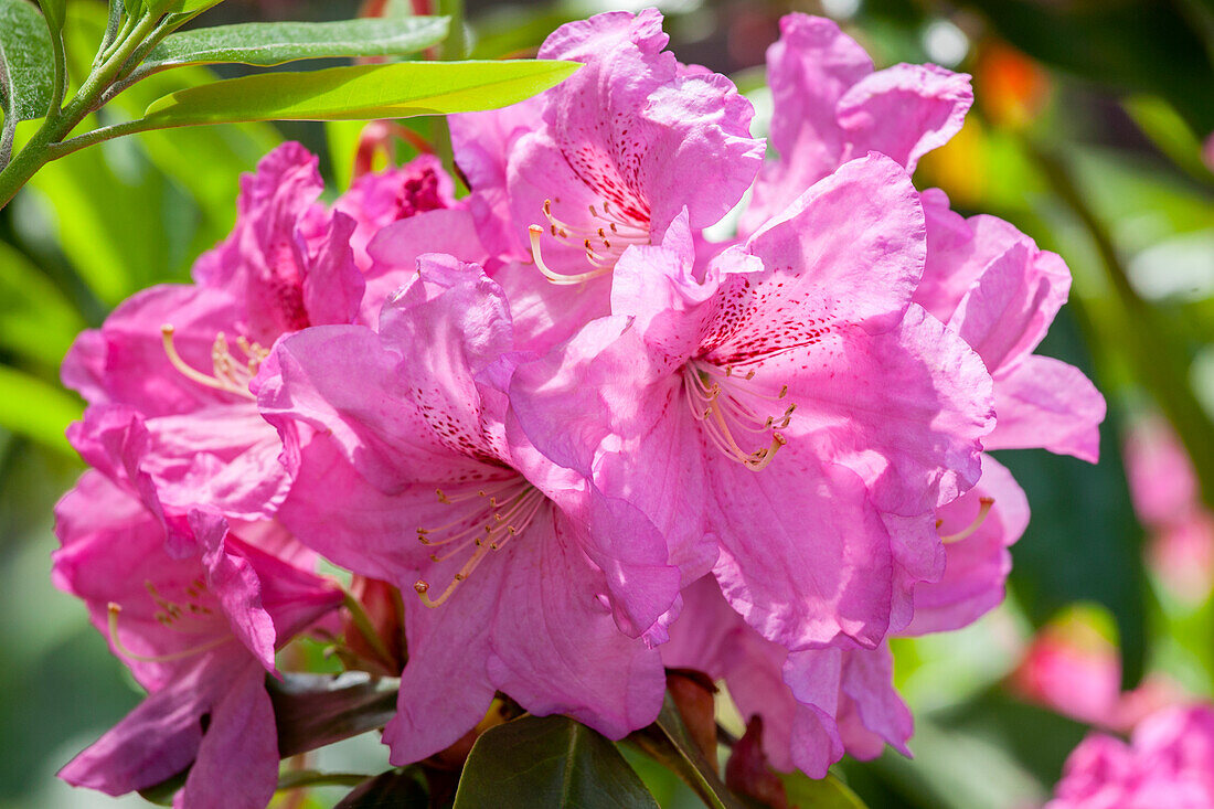 Rhododendron 'Saba