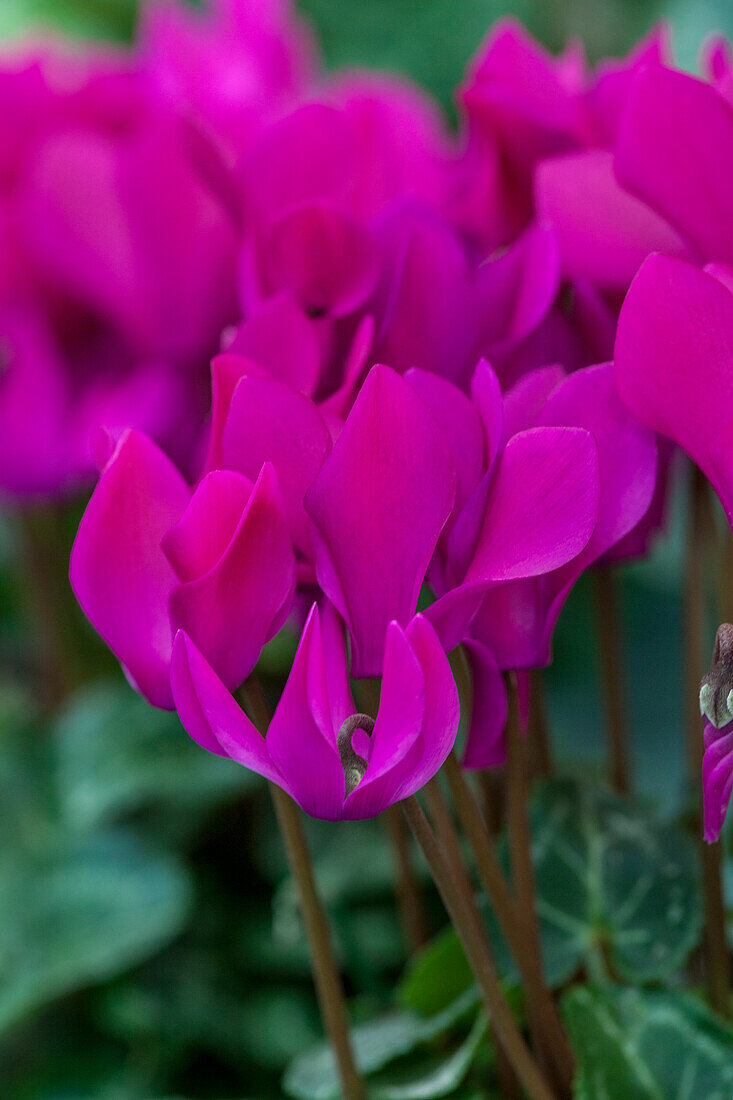 Cyclamen persicum 'Purple'