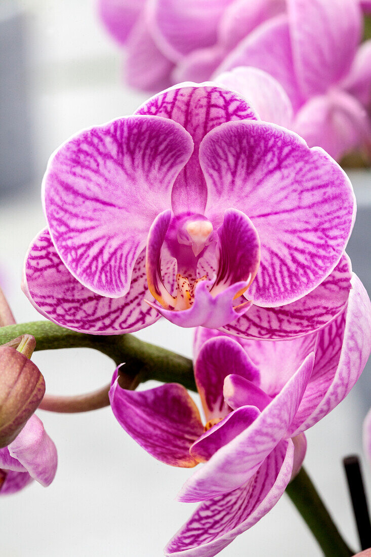 Phalaenopsis 'Arnella 1