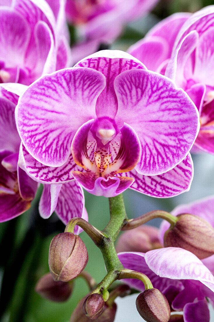 Phalaenopsis Arnella 2