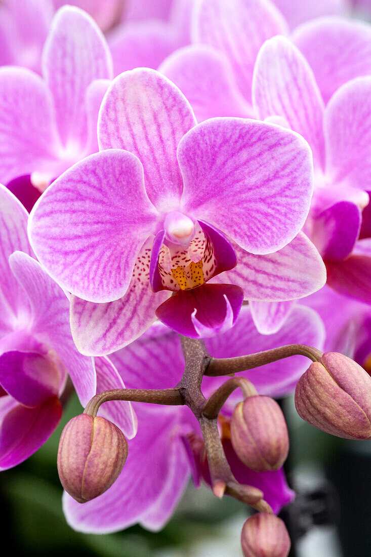 Phalaenopsis 'Aliyah 5'