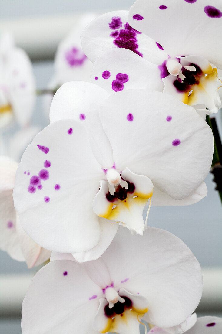 Phalaenopsis 'Daria 7'