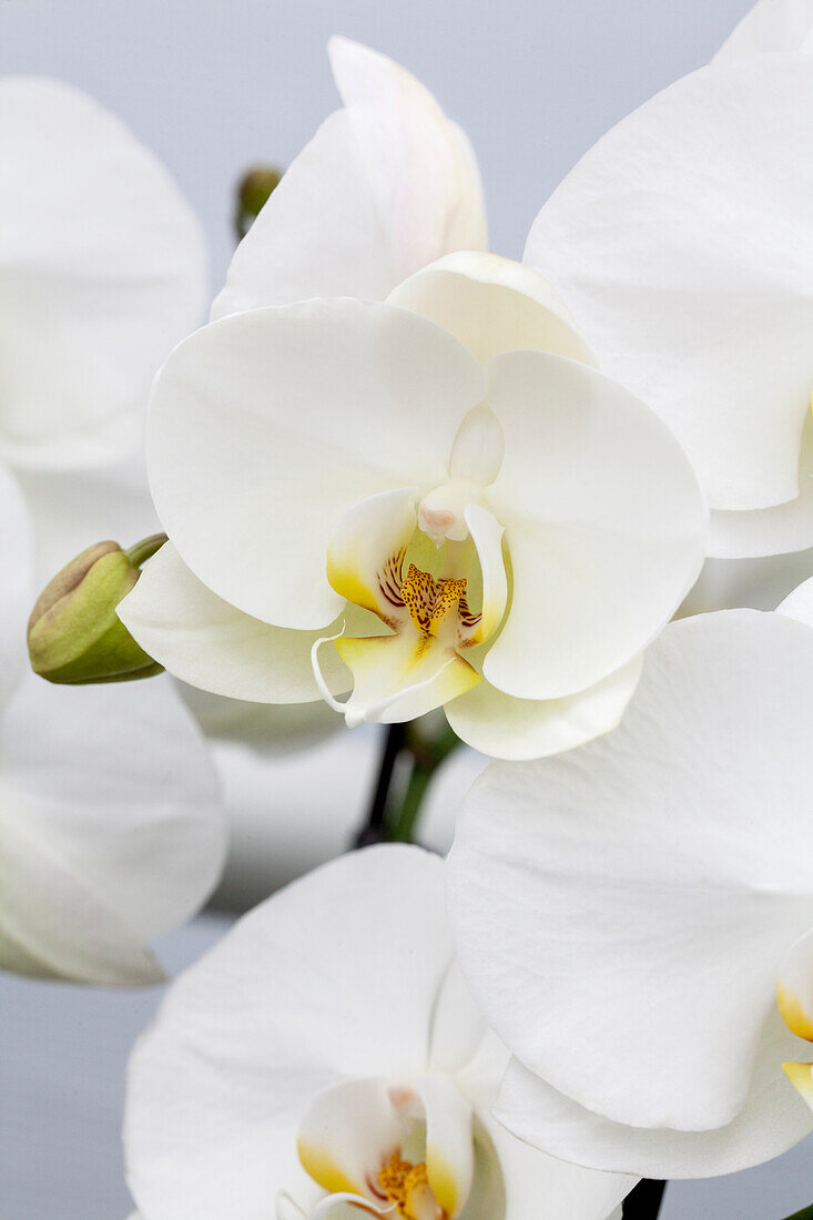 Phalaenopsis 'Anori 6